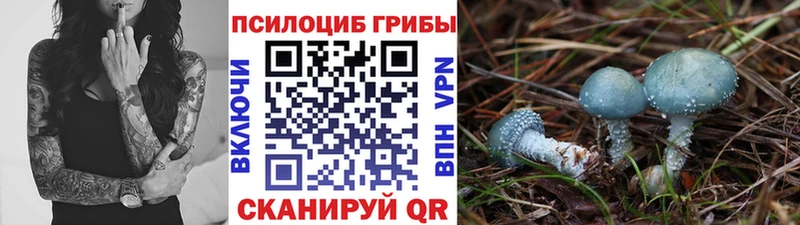 магазин  наркотиков  Киселёвск  Галлюциногенные грибы Psilocybe 